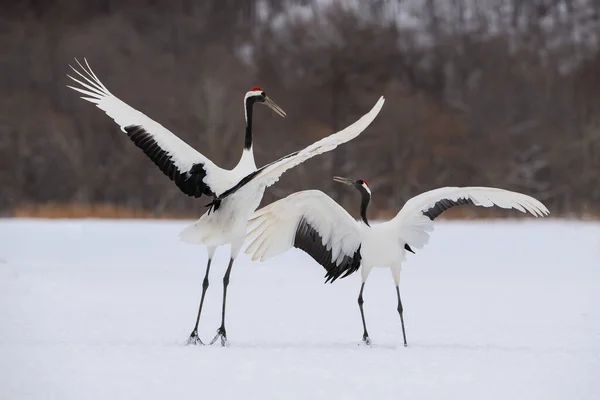 Der Rotkronenkranich Grus Japonensis Der Kranich Tanzt Einer Wunderschönen Articken Stockbild