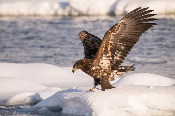 Águila Cola Blanca Haliaeetus Albicilla Pájaro Está Volando Hermoso Arco Imagen de archivo