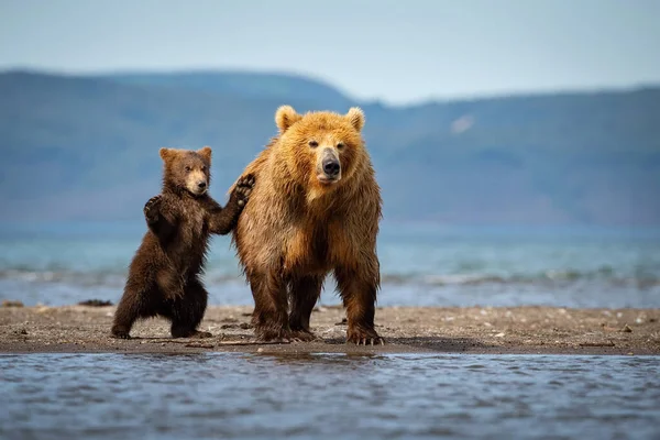 Der Kamchatka Braune Bär Ursus Arctos Beringianus Fängt Lachse Kuril lizenzfreie Stockfotos