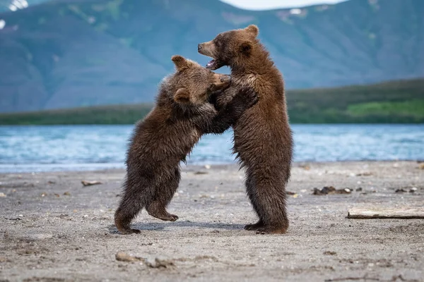 Mladý Medvěd Hnědý Kamčatka Ursus Arctos Beringianus Chytá Lososy Jezera Stock Snímky