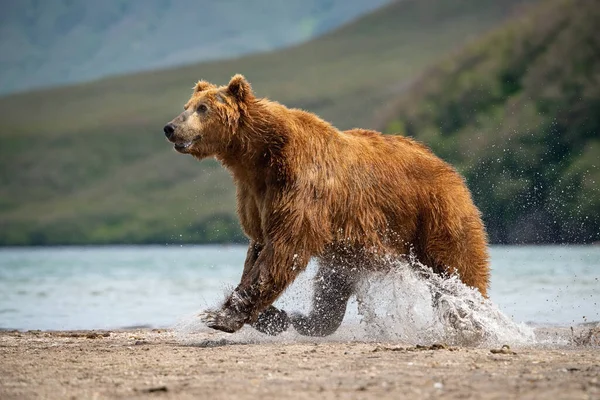 堪察加半岛棕熊在堪察加半岛的库里尔湖中捕捉到鲑鱼 在水里奔跑 动作如图所示 免版税图库照片