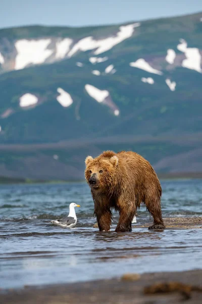 Der Kamchatka Braune Bär Ursus Arctos Beringianus Fängt Lachse Kuril Stockbild