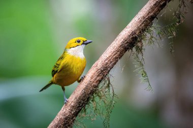 Gümüş boğazlı tangacı, Tangara ikterocephala. Kuş, yağmur ormanlarındaki güzel çiçek dalına tünemiş. Amerika Kosta Rika Vahşi Yaşam Sahnesi 'nde. yeşil arka grup
