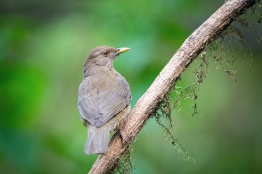Kil renkli ardıç kuşu, Turdus grayi. Kuş, yağmur ormanlarındaki güzel çiçek dalına tünemiş. Amerika Kosta Rika 'da vahşi yaşam sahnesi. yeşil arka grup