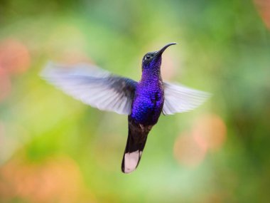 Violet Lincoln, Campylopterus hemileucurus sinekkuşu havada süzülüyor ve yağmur ormanlarındaki güzel çiçeğin nektarını içiyor. Renkli bir arkaplan.