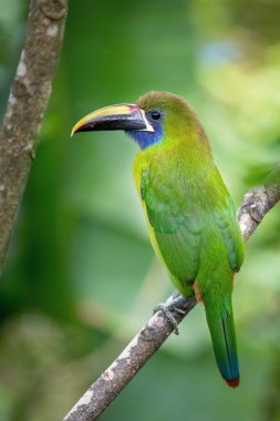 Aulacorhynchus prasinus, Emerald toucanet. Kuş Kosta Rika 'nın güzel doğal ortamında dalın üzerine tünemiştir.