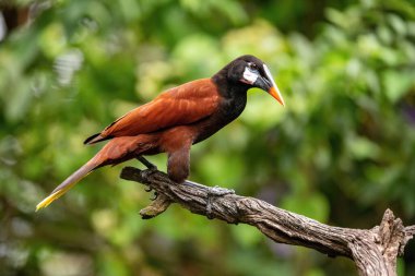 Psarocolius montezuma, Montezuma ya da opendola Kuş Kosta Rika 'nın güzel doğal ortamında dalın üzerine tünemiştir.