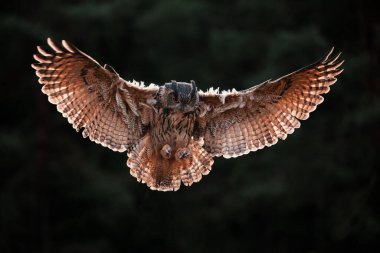 Avrasya Kartalı Baykuşu, Bubo bubo sonbahar karanlık ormanında uçuyor..