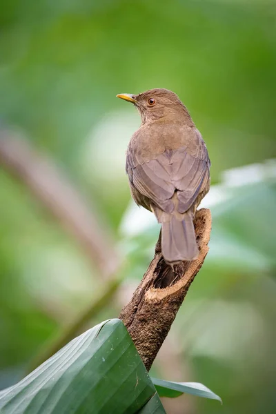 Clay Colored Drozd Turdus Grayi Pták Usazen Větvi Krásné Květině — Stock fotografie