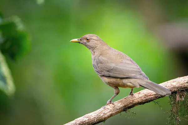 The Clay-colored thrush, Turdus grayi The bird is perched on the branch at the beautiful flower in the rain forest America Costa Rica Wildlife nature scene. green backgroun