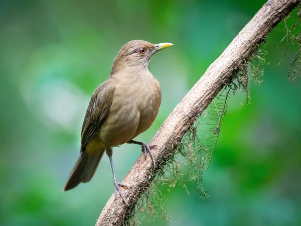 Zorzal Color Arcilla Turdus Grayi Pájaro Está Encaramado Rama Hermosa — Foto de Stock