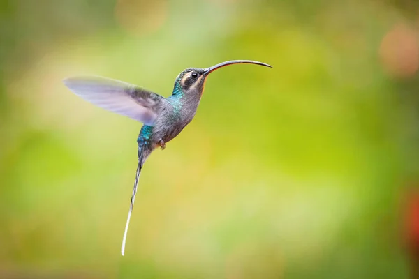 Phaethornis Cara Eremita Verde Hummingbird Está Pairando Bebendo Néctar Bela — Fotografia de Stock