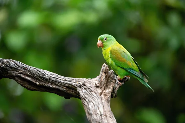 Brotogeris Jugularis Orangefarbener Sittich Der Vogel Hockt Auf Dem Zweig — Stockfoto