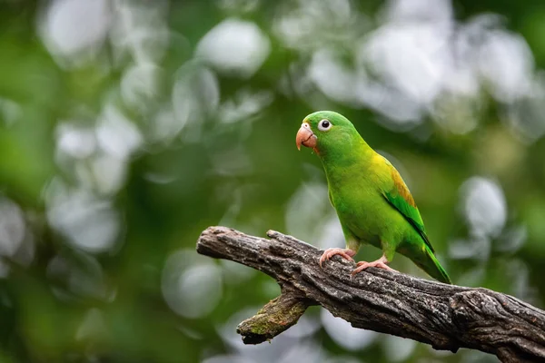 Brotogeris Jugularis Pomarańczowo Chinned Papuga Ptak Siedzi Gałęzi Miłym Środowisku — Zdjęcie stockowe