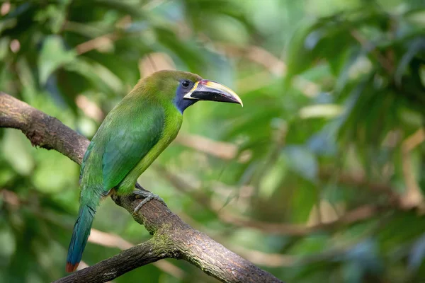 Aulacorhynchus Prasinus Emerald Toucanet Madár Costa Rica Szép Vadvilági Természeti — Stock Fotó