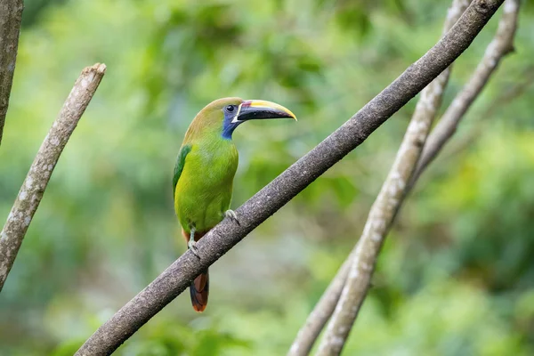 Aulacorhynchus Prasinus Emerald Toucanet Ptak Znajduje Się Gałęzi Pięknym Środowisku — Zdjęcie stockowe