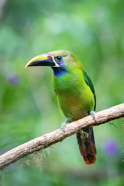 Aulacorhynchus Prasinus Emerald Toucanetコスタリカの素晴らしい野生動物の自然環境の中で 鳥は枝に覆われています — ストック写真