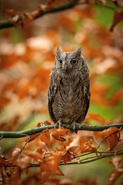 Птица Сидит Ветке Ярко Окрашенном Осеннем Лесу Европа Чешская Республика — стоковое фото