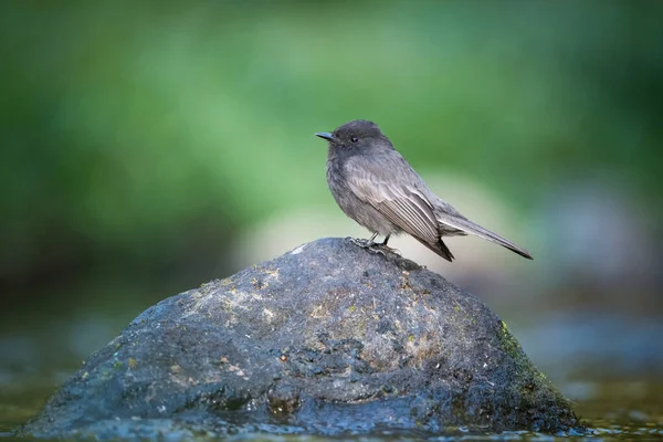 Black Phoebe Sayornis Nigricans Pájaro Está Posado Sobre Piedra Orilla — Foto de Stock