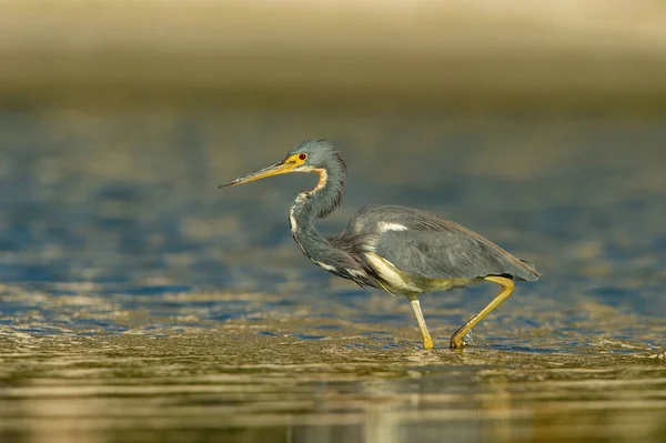 Garça Tricolor Egretta Tricolor Pássaro Está Andando Água América Florida — Fotografia de Stock