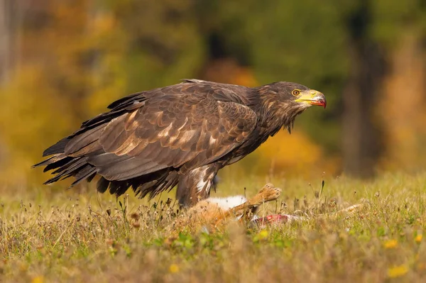 Den Gyllene Örnen Aquila Chrysaetos Fågeln Står Vid Sitt Byte — Stockfoto