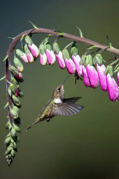 The volcano hummingbird,Selasphorus flammula The Hummingbird is hovering and drinking the nectar in nice colored environment America Costa Rica interesting colorful image little cute bir