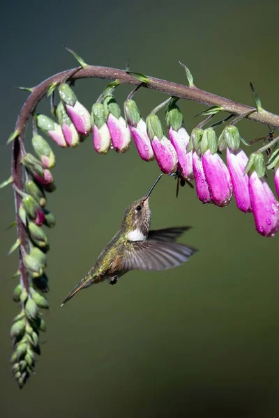 Der Vulkan Kolibri Selasphorus Flammula Der Kolibri Schwebt Und Trinkt — Stockfoto