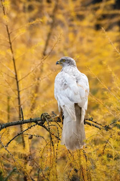 Accipiter Gentilis Buteoides 시베리아 고쇼크 아름다운 색상의 환경인 아시아의 나뭇가지에 — 스톡 사진