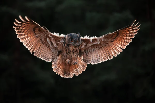 Den Eurasiska Örnugglan Bubo Bubo Flyger Höstens Mörka Skog — Stockfoto