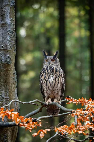 Eurasian Eagle Owl Bubo Bubo Ligger Uppe Grenen Höstens Mörka — Stockfoto