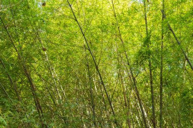Yoğun bambu ormanı sakinleşiyor.