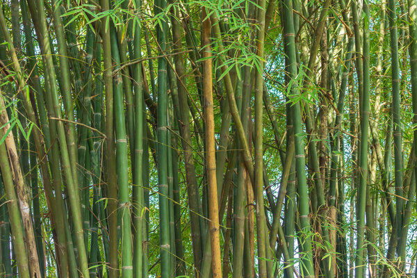 Dense bamboo forest Calming