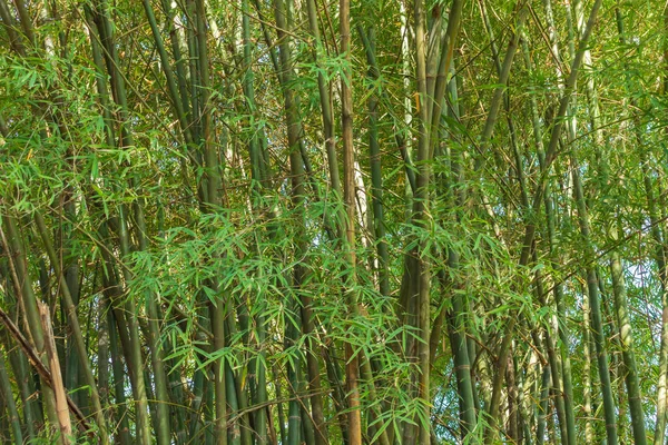 Tät Bambuskog Lugnande Royaltyfria Stockfoton