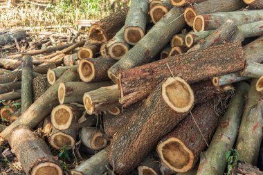 Yakıt yakmak için odun