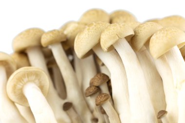 grup mantarı beyaz arkaplanda.