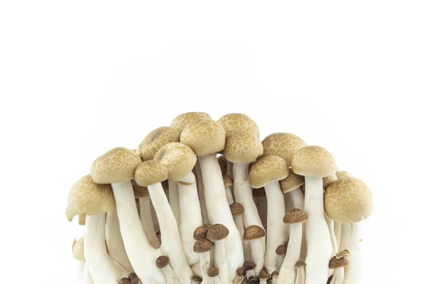 Group Mushroom White Background — Stock Photo, Image