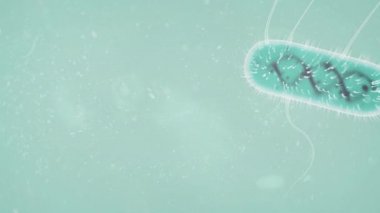 Corona / Covid19 virüs 3D animasyon konsepti. E. Coli Bakteri hücresi mikroskop kan hücresi, virüs hücresi 4K arkaplanı kapatır..