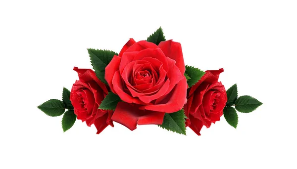 Červené květy růže uspořádání — Stock fotografie