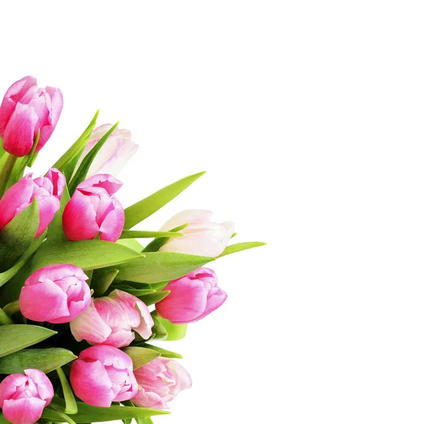 Růžový Tulipán květy kytice v rohu — Stock fotografie