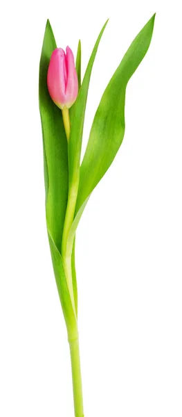 Pink tulip flower — Stock Photo, Image
