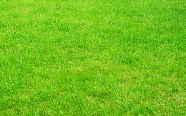 Green grass lawn — Stock Photo, Image