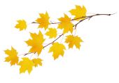 Podzimní větvičky javoru s žluté listy 