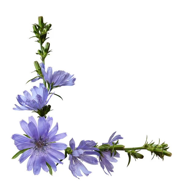 Fleurs de chicorée dans un arrangement d'angle — Photo