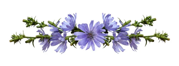 Flores de chicória em um acordo de linha — Fotografia de Stock