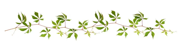 Parthenocissus κλαδί με πράσινα φύλλα σε μια ρύθμιση γραμμής — Φωτογραφία Αρχείου