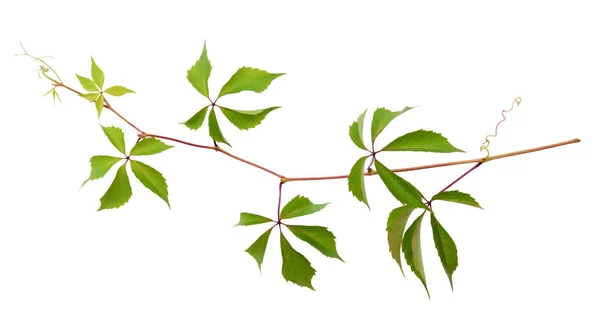 Parthenocissus ramoscello con foglie verdi — Foto Stock