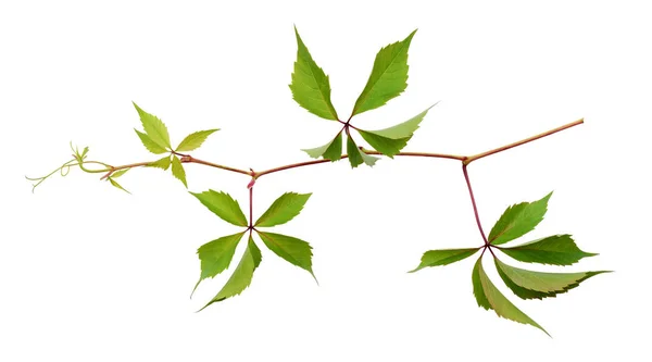 Parthenocissus twig with green leaves — Stock Photo, Image