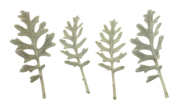 Silver leaves of cineraria maritima — Stock Photo, Image