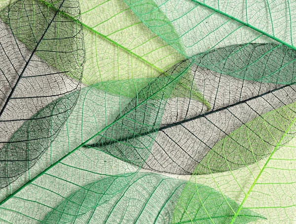 Morera verde hojas esqueletos — Foto de Stock