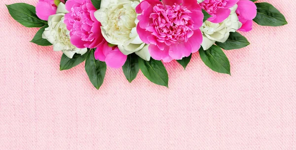 Фон з квітами рожевих і білих півоній — стокове фото